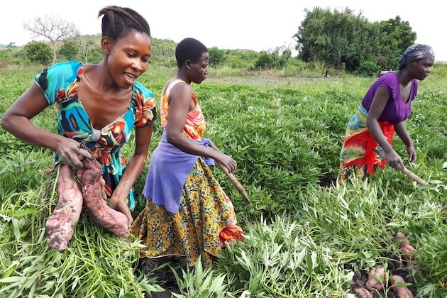 Cómo una aplicación transforma la producción de agricultoras de Tanzania : IPS Agencia de Noticias