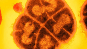 Conan es la bacteria que soporta la radiación extrema