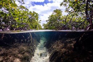 Crisis interconectadas deben abordarse con soluciones integrales, alerta Ipbes : IPS Agencia de Noticias