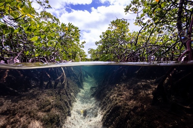 Crisis interconectadas deben abordarse con soluciones integrales, alerta Ipbes : IPS Agencia de Noticias