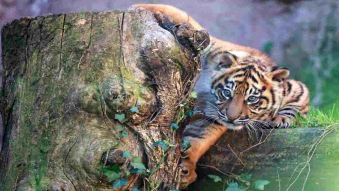 Cumple un año la cría nacida en Roma de tigre de Sumatra, especie en peligro de extinción