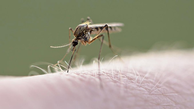 Dengue deja récord de 12,6 millones de casos