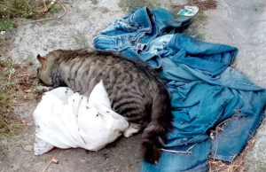 Denuncian envenenamiento masivo de gatos en Los Teques