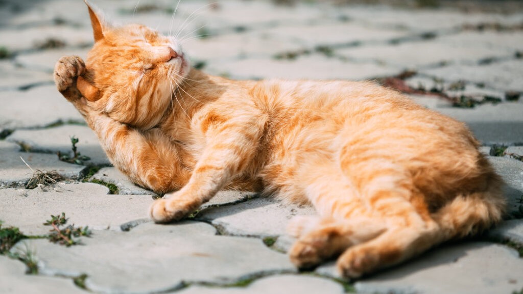 Descubren tras décadas investigaciones el 'gen naranja' del pelaje de los gatos - AlbertoNews