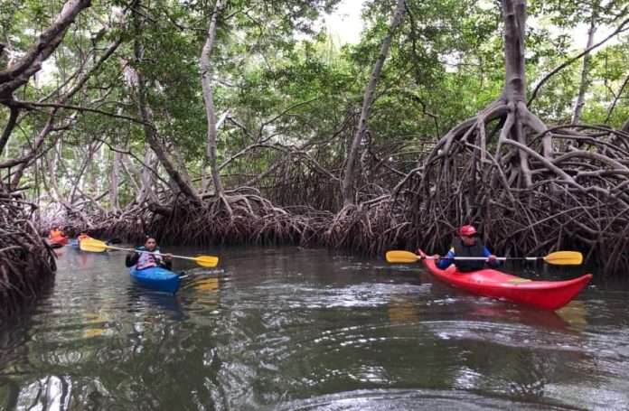 Ecorruta Kayaking Adventure Chichiriviche te conecta con la naturaleza
