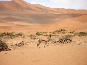 El IPBES pone su mirada sobre África, un continente biodiverso : IPS Agencia de Noticias