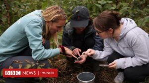El Método Miyawaki: cómo pequeños bosques urbanos están ayudando a recuperar la biodiversidad en todo el mundo