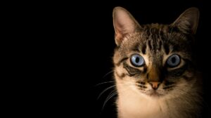 gatos manchas