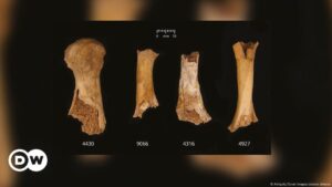 El misterioso canibalismo de la Edad de Bronce británica – DW – 16/12/2024
