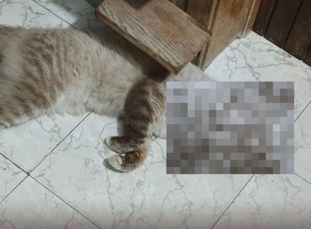 Envenenan 11 gatos en Caraballeda