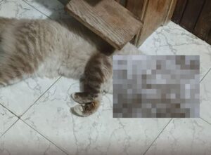Envenenan 11 gatos en Caraballeda