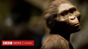 Evolución: cómo era y vivía Lucy, el fósil descubierto hace 50 años que reescribió la historia de la humanidad