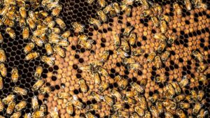 Hombre murió luego de recibir la picadura de 200 abejas en una finca en Antioquia