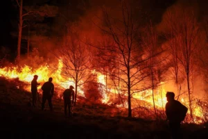 Incendios forestales en América: Un año de devastación ambiental y humanitaria - AlbertoNews