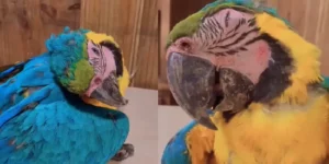 Investigarán canchas de pádel en Baruta por atentar contra guacamayas