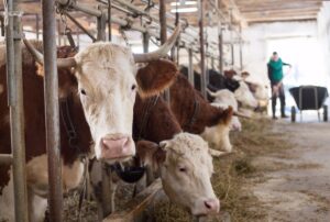 La OMS estima que el riesgo de la gripe aviar H5N1 es bajo a pesar del creciente número de brotes en animales
