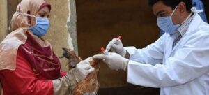 La gripe aviar se extiende por los cinco continentes : IPS Agencia de Noticias