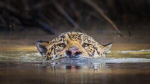 Los jaguares