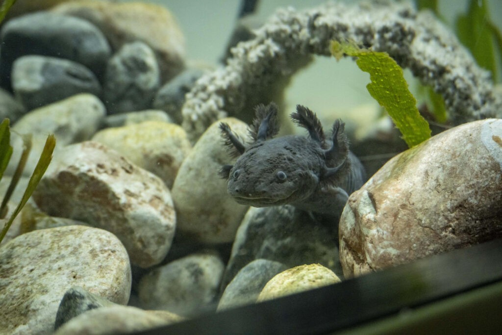 Los 'Monstruos del agua', una exposición en Ecuador para proteger a los ajolotes mexicanos
