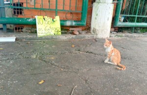 MP abrió investigación por muerte de ocho gatos en distintas zonas de Maracay