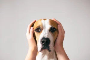 Música ambiental y tampones en los oídos, para evitar nerviosismo de las mascotas por fuegos artificiales