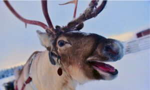 Ni alces ni venados. Cómo identificar a un reno auténtico, según la ciencia
