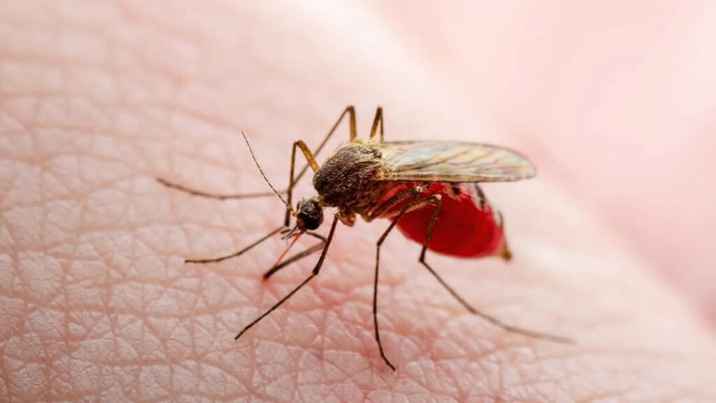"Probablemente el virus oropouche esté en Venezuela"