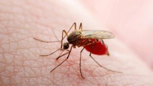 "Probablemente el virus oropouche esté en Venezuela"