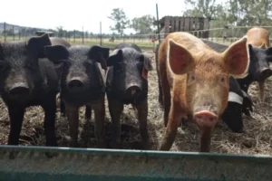 Productores garantizan abastecimiento de carne de cerdo para la temporada decembrina