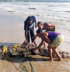 Rescatan un enorme caimán en la Playa Valle Seco de Higuerote (Fotos) - AlbertoNews