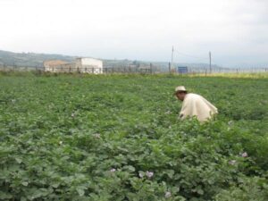 Salud y comercio en vilo, más que el agro colombiano | Agro | Economía
