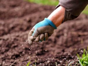 Semillas mejoradas: clave para mitigar riesgos climáticos y aumentar resiliencia | Agro | Economía