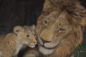 The Lion King', la precuela salvaje de la amable historia de Disney