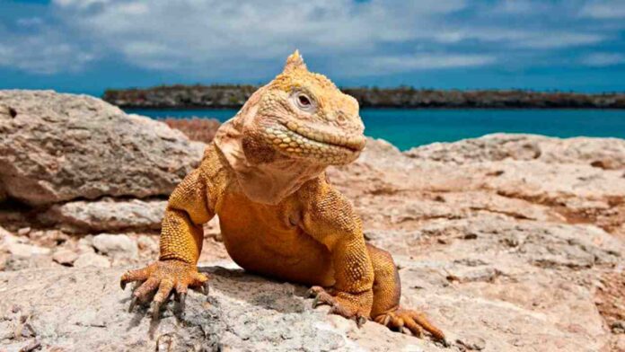 Trasladan 505 iguanas amarillas a Isla Santiago para mantener equilibrio en las Galápagos