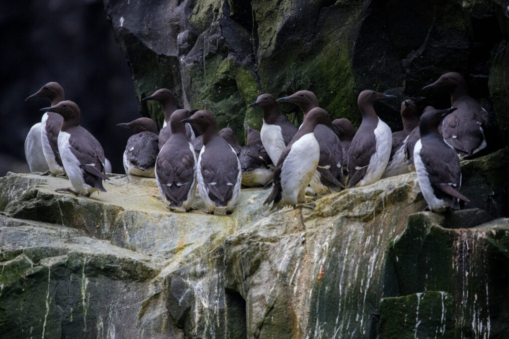 Una sola ola de calor mató millones de aves marinas en Alaska - AlbertoNews