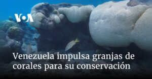 Venezuela impulsa granjas de corales para su conservación