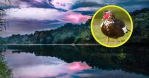 domesticaron patos y cultivaron maíz hace más de 1.000 años