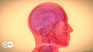 el papel de los microbios cerebrales – DW – 05/12/2024