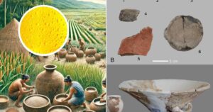 era de arroz y es un hallazgo que reescribe la historia