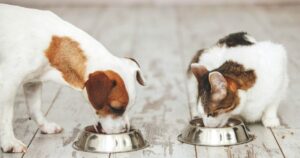 qué es y cómo puede beneficiar a tu mascota