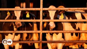 ¿Podría la gripe aviar H5N1 ser un riesgo para los humanos? – DW – 09/12/2024