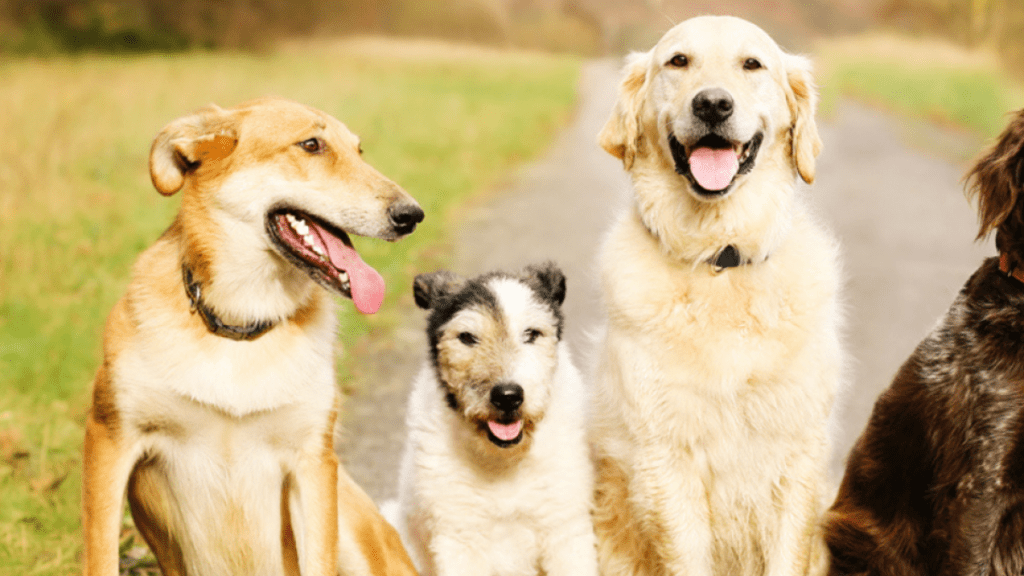 ¿Qué raza de perro lo representa según su fecha de nacimiento?