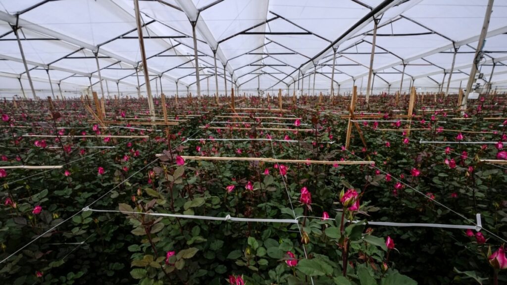 A pocos días de San Valentín, disputa comercial con Colombia amenaza importación de flores en EEUU