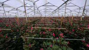 A pocos días de San Valentín, disputa comercial con Colombia amenaza importación de flores en EEUU