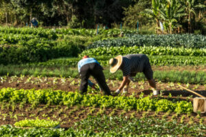 Agricultores de países pobres tienen más impacto económico por las medidas climáticas