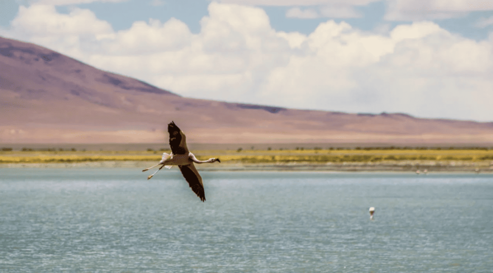 Aguas fósiles: el tesoro del desierto de Atacama que peligra con el litio : IPS Agencia de Noticias