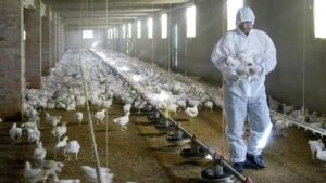 Alerta en EEUU por el brote de una nueva cepa de gripe aviar