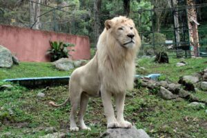 Amputan brazo a vigilante ebrio del Zoológico de Mérida al intentar acariciar a un león