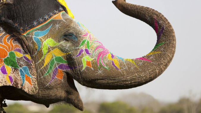 Ataque de elefante durante un festival en la India deja 23 heridos