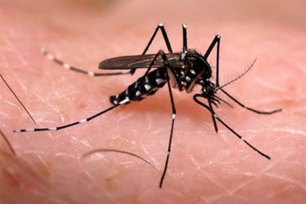 Brote de dengue  prende las alarmas en Lara